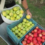 Quand cueillir pomme Gala ?