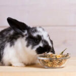 Quand donner à manger à un lapin ?