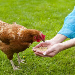 Quand donner à manger aux poules ?