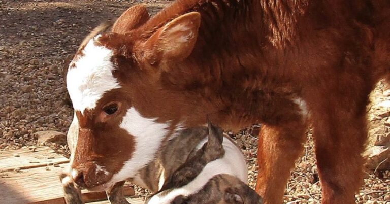 Quand donner de la Vache qui rit à bébé ?
