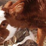 Quand donner de la Vache qui rit à bébé ?