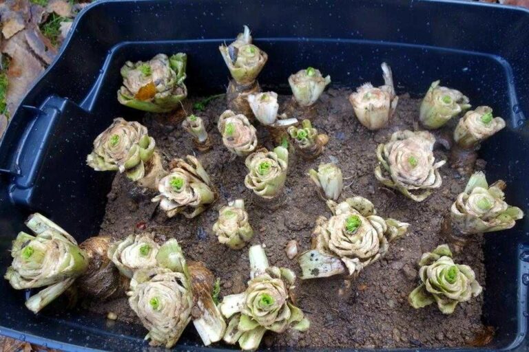 Quand et comment forcer les endives ?