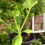 Quand et comment pincer les courgettes ?