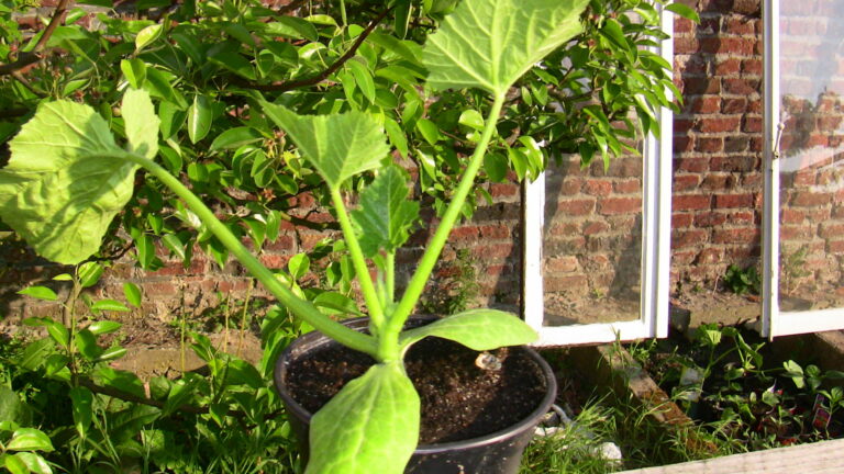 Quand et comment pincer les courgettes ? Quand et comment pincer les courgettes ?