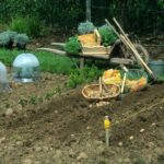 Quand et comment planter des rattes ?