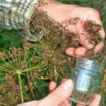 Quand et comment récolter l'aneth ?