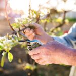 Quand et comment tailler la ciboulette ?