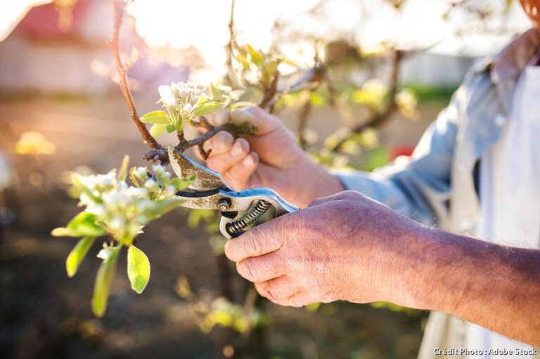 Quand et comment tailler la ciboulette ? Quand et comment tailler la ciboulette ?