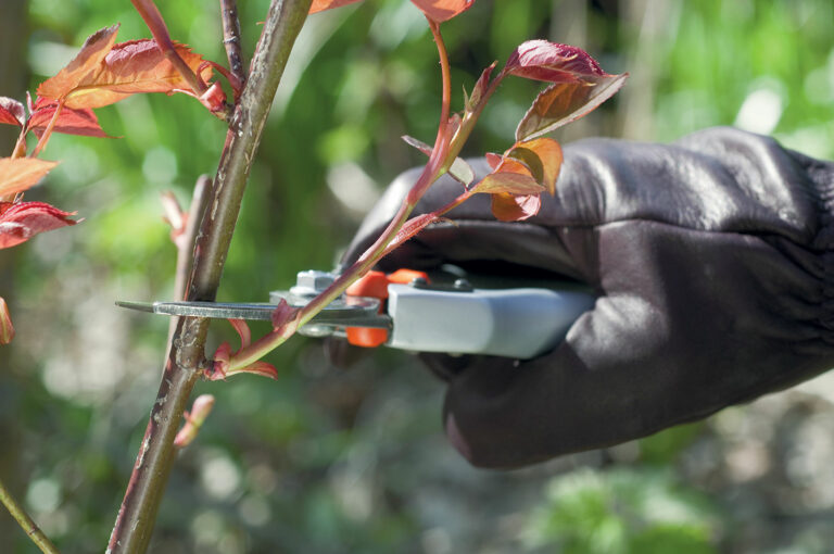 Quand et comment tailler le myrte ?