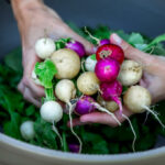 Quand faire une cure de radis noir ?