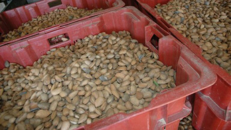 Quand la récolte des amandes ?