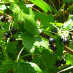 Quand le cassis est mûr ?