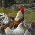 Quand le coq fécondé la poule ?