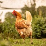 Quand le poulet devient une poule ?