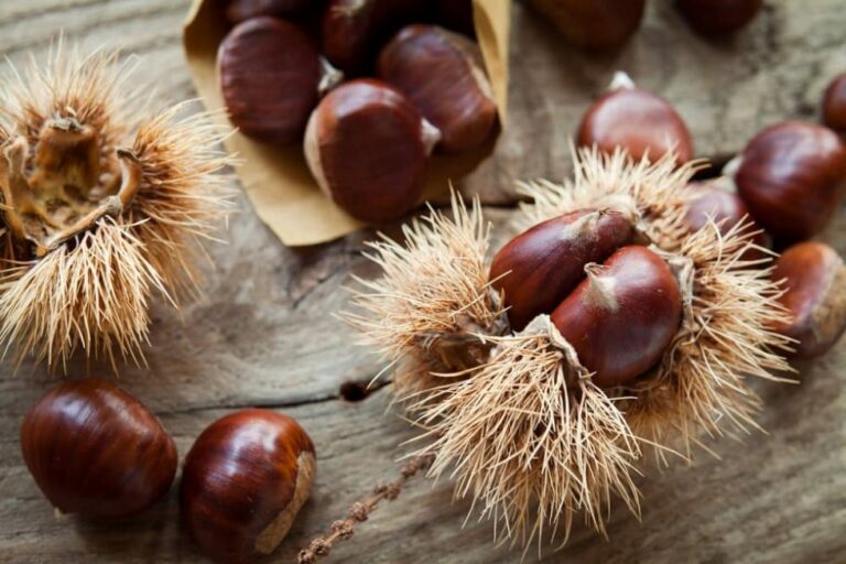 Quand manger des châtaignes ?