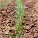 Quand manger la ciboulette ?