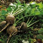 Quand manger le radis noir ?