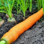 Quand mettre de la carotte dans le biberon ?