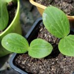 Quand mettre en pleine terre les plants de courgettes ?