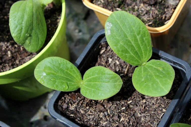 Quand mettre en pleine terre les plants de courgettes ?