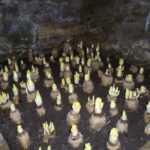 Quand mettre les endives en cave ?