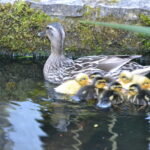 Quand naissent les canetons ?