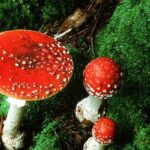 Quand ne pas manger champignon ?