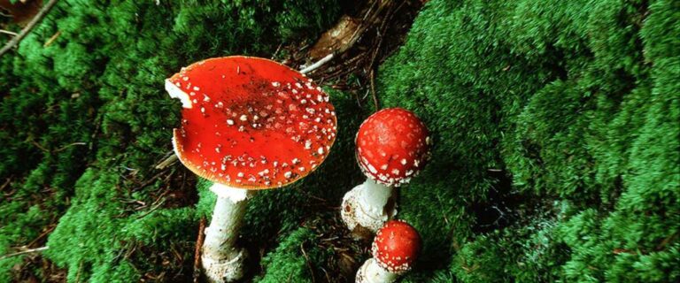 Quand ne pas manger champignon ? Quand ne pas manger champignon ?