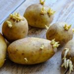 Quand ne pas manger une pomme de terre ?