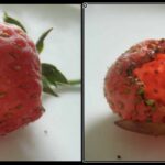 Quand on mange trop de fraises ?