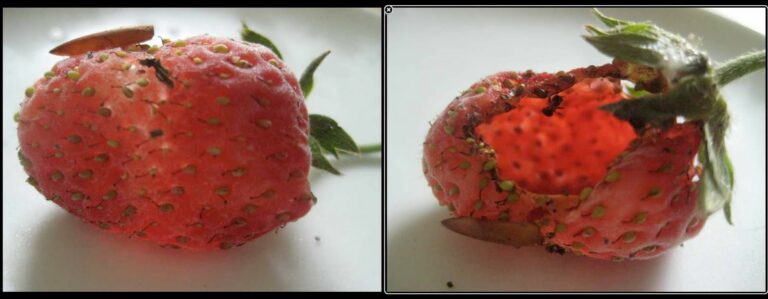 Quand on mange trop de fraises ? Quand on mange trop de fraises ?