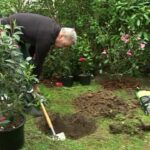 Quand planter la ciboulette en pleine terre ?