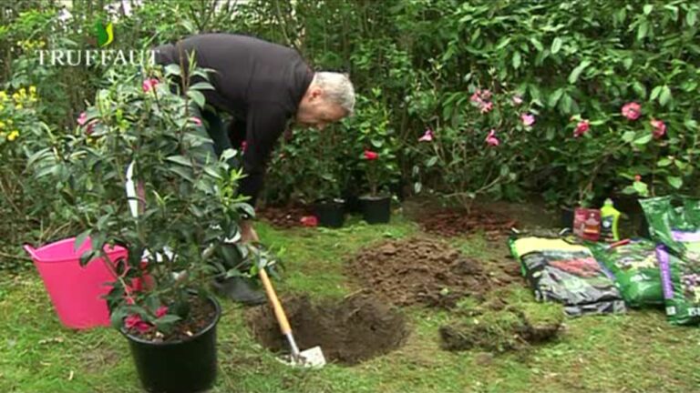 Quand planter la ciboulette en pleine terre ?