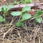 Quand planter les Spunta ?