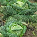 Quand planter les brocolis d'hiver ?