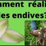 Quand planter les endives en pleine terre ?