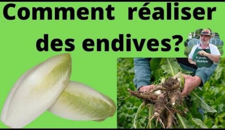 Quand planter les endives en pleine terre ?