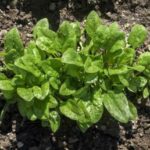 Quand planter les épinards en pleine terre ?