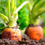 Quand planter les graines de carottes ?