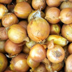 Quand planter les oignons en 2021 ?