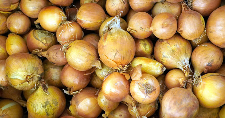 Quand planter les oignons en 2021 ?