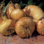 Quand planter les oignons jaune en 2022 ?