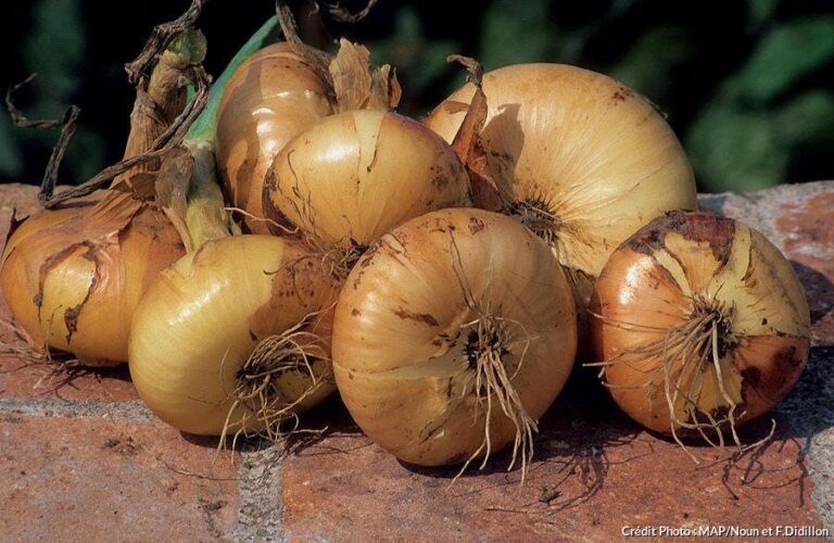 Quand planter les oignons jaune en 2022 ? Quand planter les oignons jaune en 2022 ?