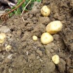 Quand planter les pommes de terre Annabelle ?