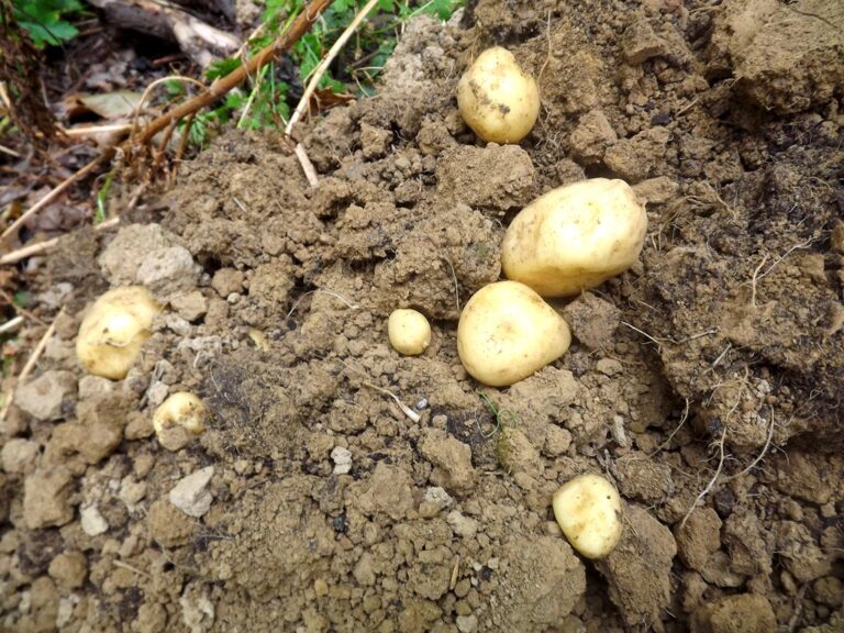 Quand planter les pommes de terre Annabelle ?