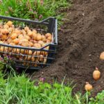 Quand planter les pommes de terre en 2022 ?
