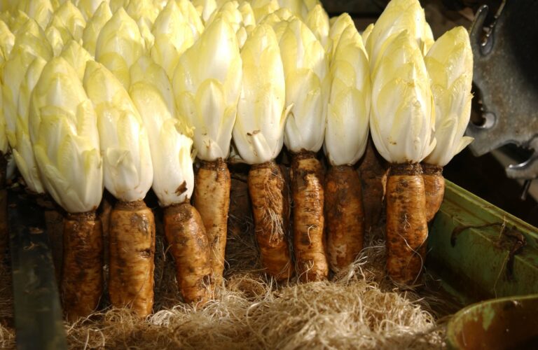 Quand planter les racines d’endives ? Quand planter les racines d'endives ?