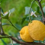 Quand planter un citronnier en pleine terre ?