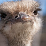 Quand pond une autruche ?