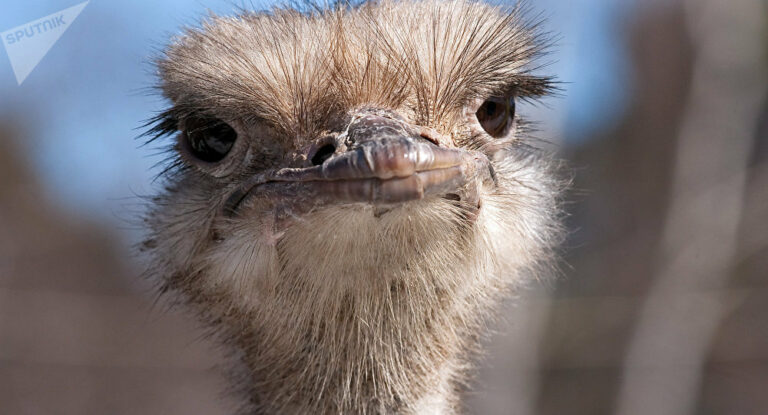 Quand pond une autruche ?